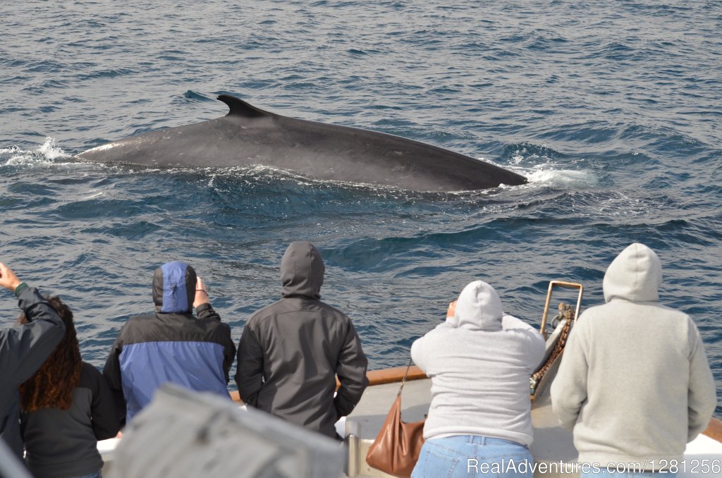 Fin whale | San Diego Whale Watch | Image #2/7 | 