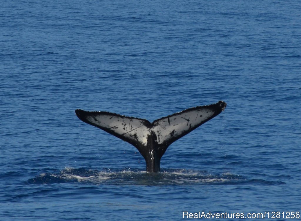Humpback tail fluke | San Diego Whale Watch | Image #4/7 | 