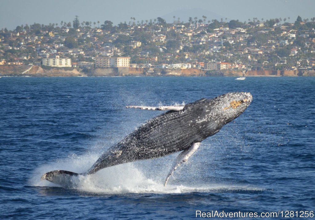Humpback whale breaching | San Diego Whale Watch | Image #5/7 | 