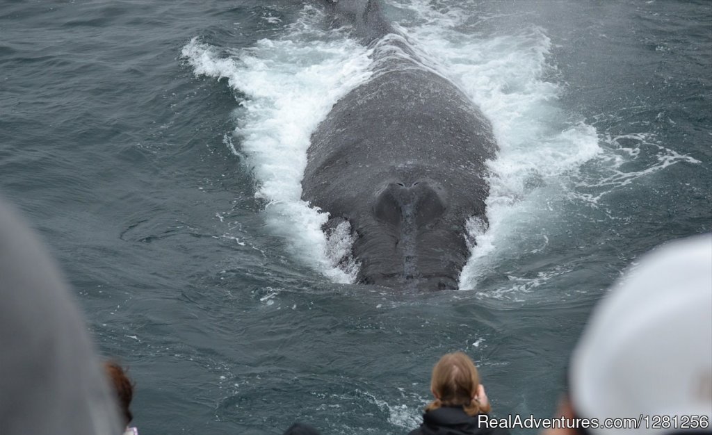 Approaching the boat | San Diego Whale Watch | Image #6/7 | 