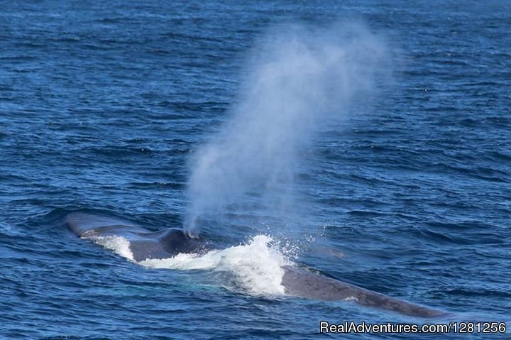 Blue whale | San Diego Whale Watch | Image #7/7 | 
