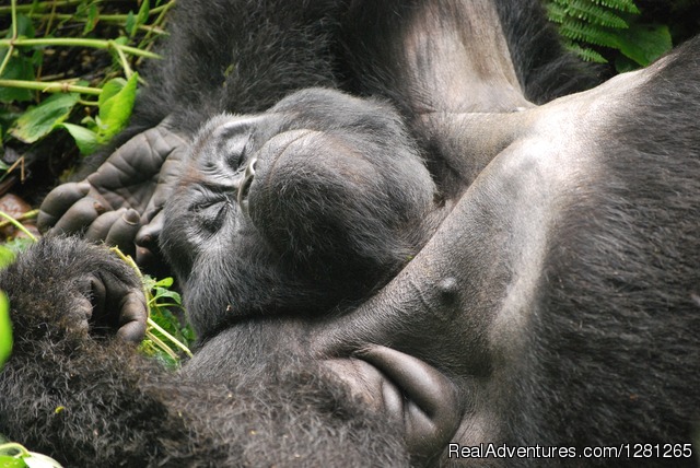 Gorilla treks Uganda and Rwanda Photo
