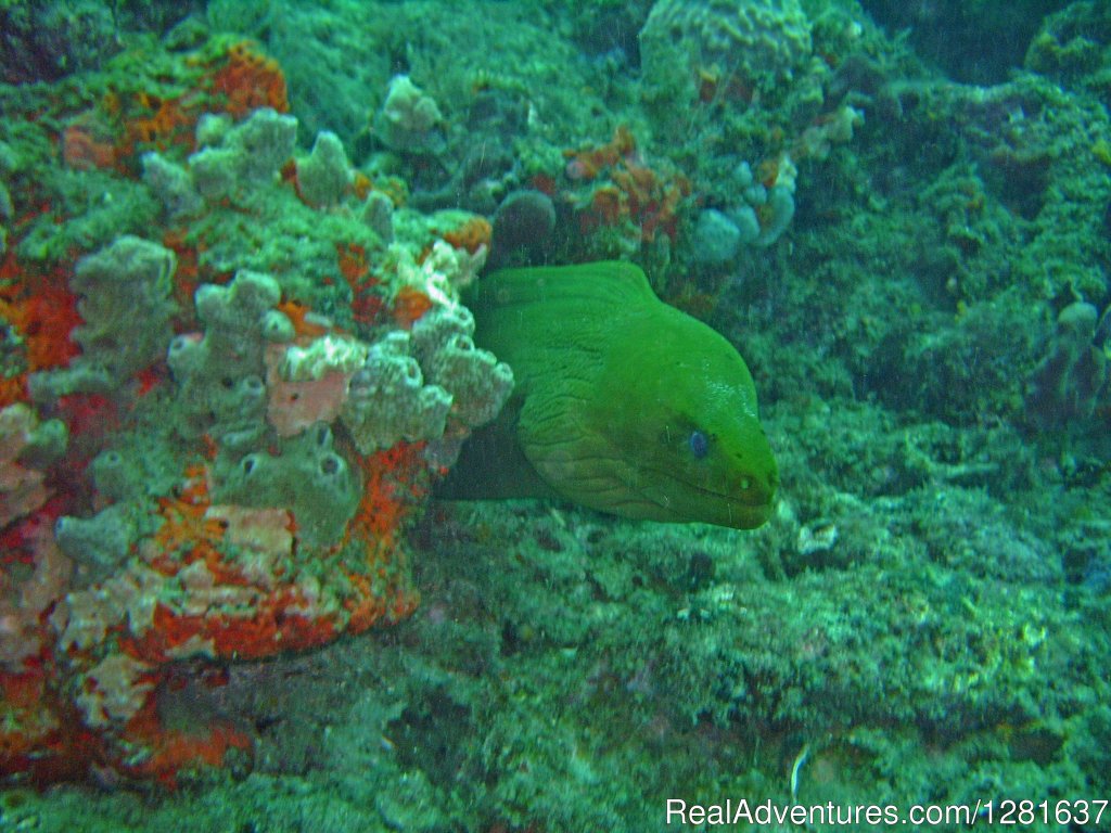 Moray eel | Scubavice Diving Center | Image #2/2 | 