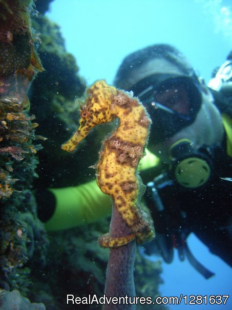 Scubavice Diving Center Scubavice diver with a seahorse