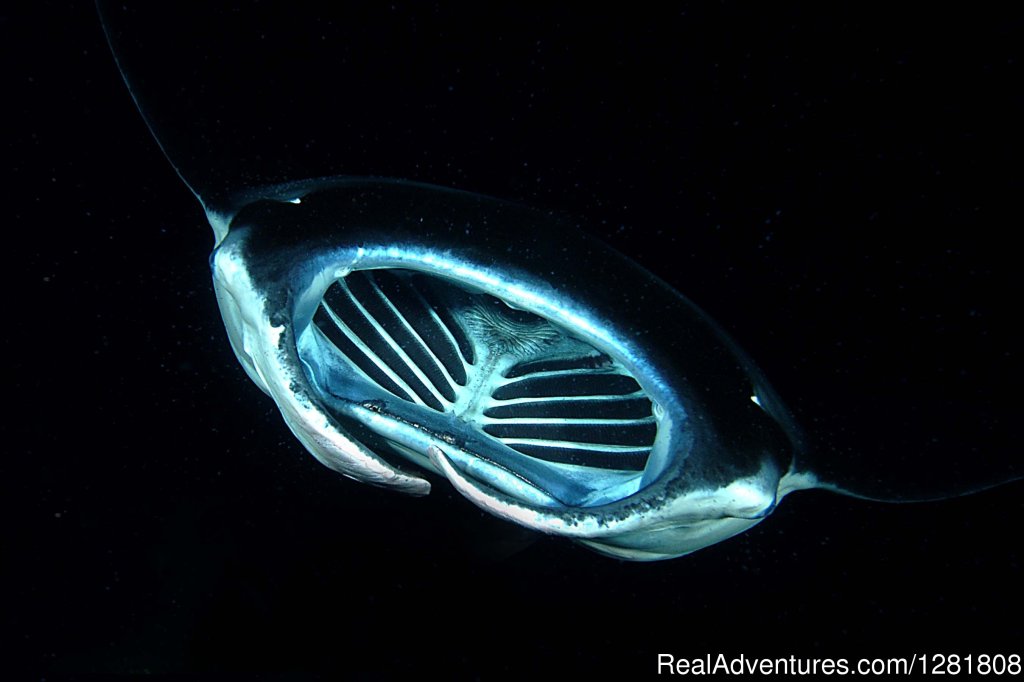 Manta ray | Torpedo Tours | Kailua Kona, Hawaii  | Scuba Diving & Snorkeling | Image #1/6 | 