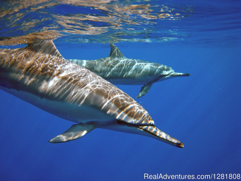 Hawaiian spinner dolphins | Torpedo Tours | Image #2/6 | 