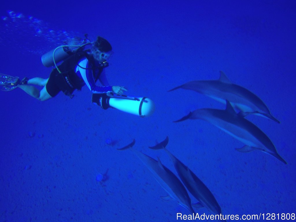 Torpedo Dolphin | Torpedo Tours | Image #6/6 | 