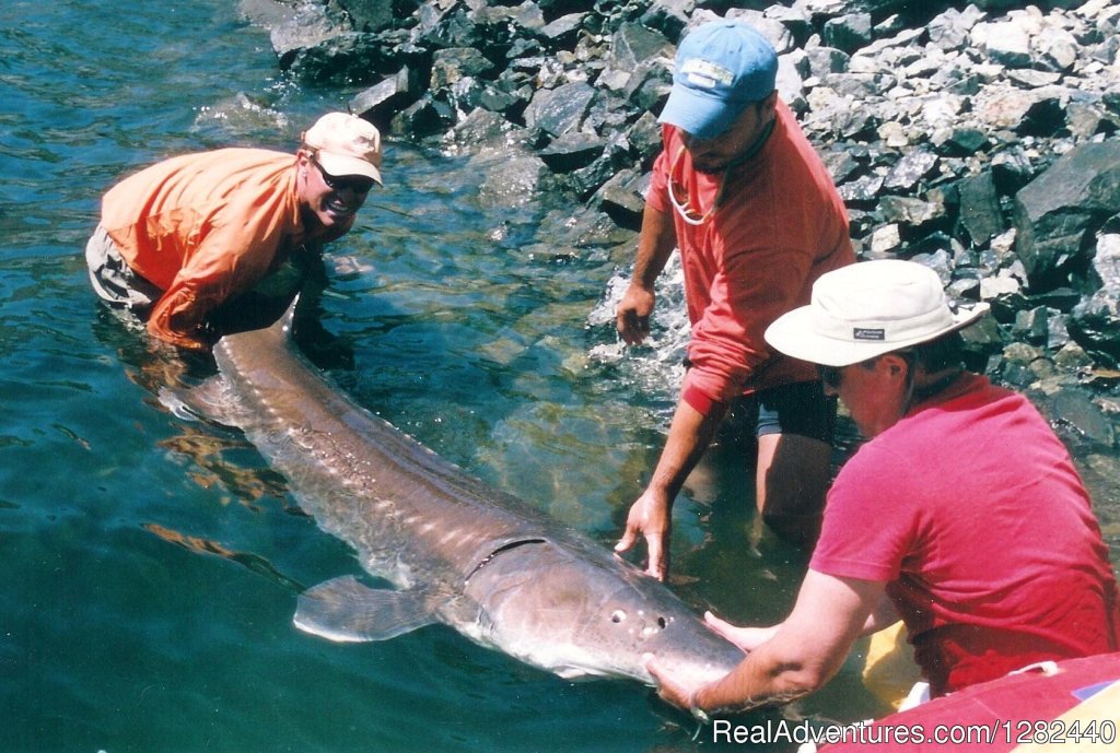 Sturgeon on the Snake River | Mountain River Outfitters | Image #2/9 | 