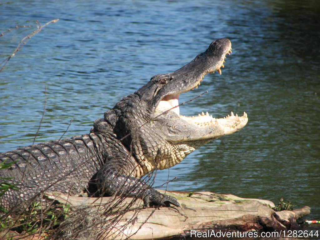 Eco-swamp tours at Cajun Country Swamp Tours | Image #3/14 | 