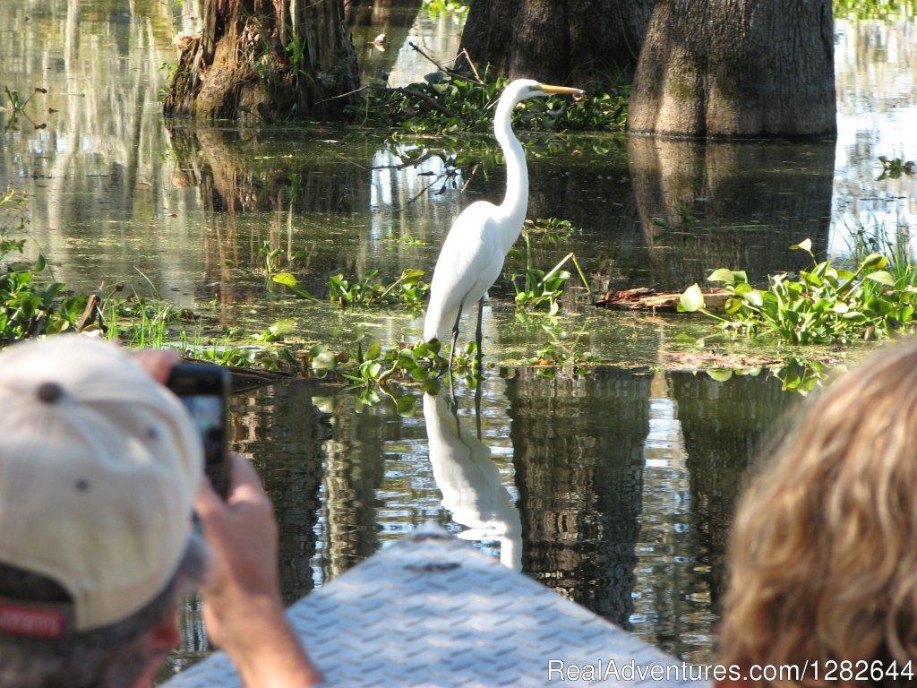 Eco-swamp tours at Cajun Country Swamp Tours | Image #5/14 | 