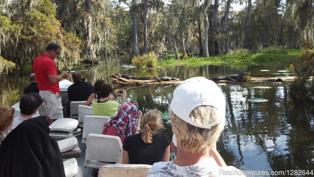 Eco-swamp tours at Cajun Country Swamp Tours | Image #6/14 | 