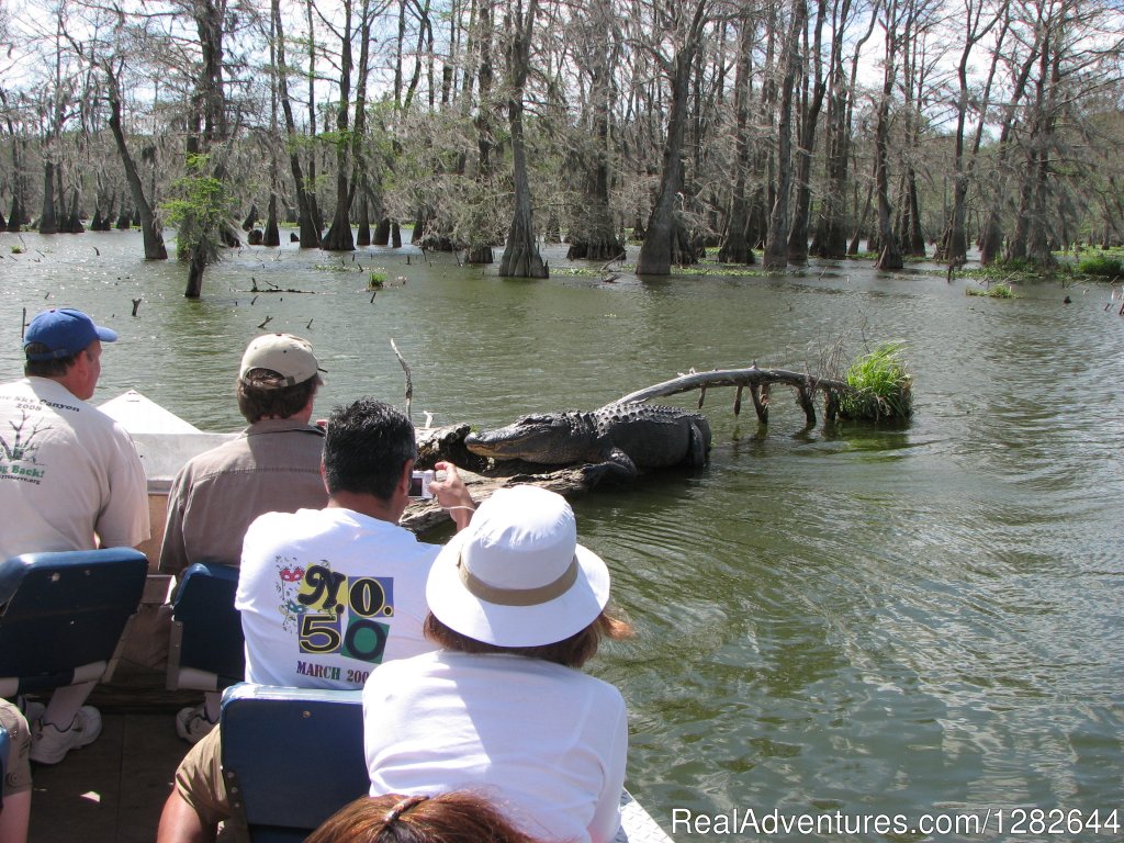 Eco-swamp tours at Cajun Country Swamp Tours | Image #11/14 | 