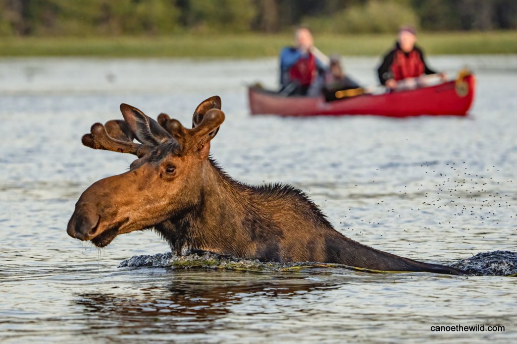 Moose Viewing On The Allagash | Canoe The Wild | Danforth, Maine  | Kayaking & Canoeing | Image #1/4 | 