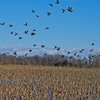 Winter Farms Hunting