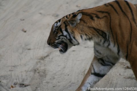 Tiger At Corbett