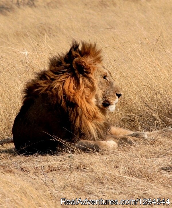 Wildlife of Etosha National Park | Wild Wind Safaris | Image #8/26 | 