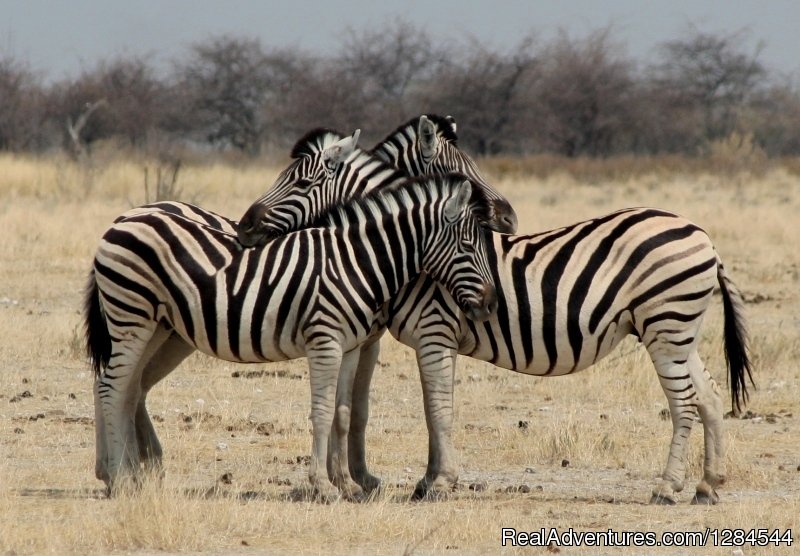 Wildlife of Etosha | Wild Wind Safaris | Image #10/26 | 