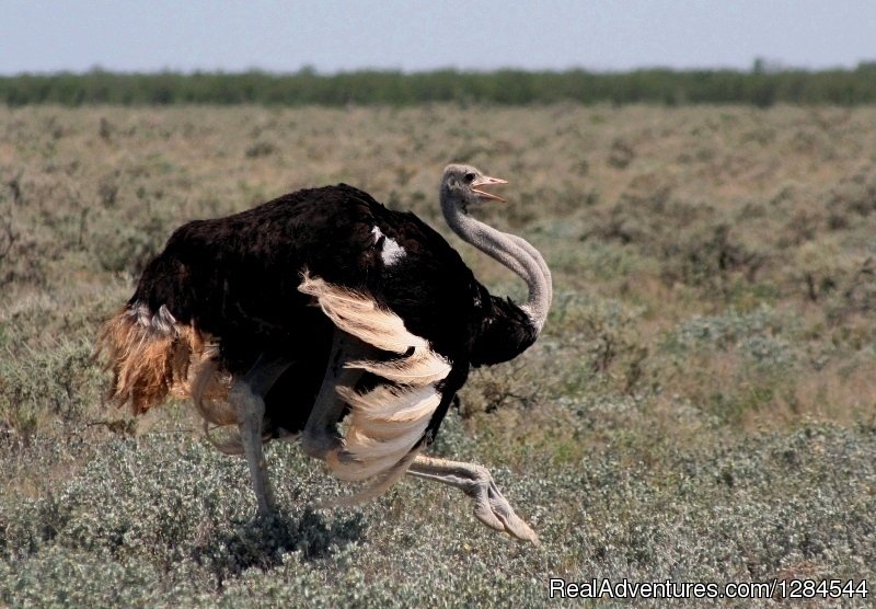 Wildlife of Etosha | Wild Wind Safaris | Image #14/26 | 