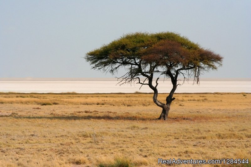 Etosha National Park | Wild Wind Safaris | Image #18/26 | 