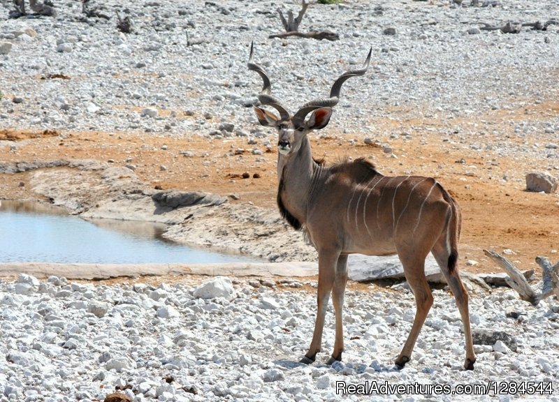 Wildlife of Etosha | Wild Wind Safaris | Image #21/26 | 