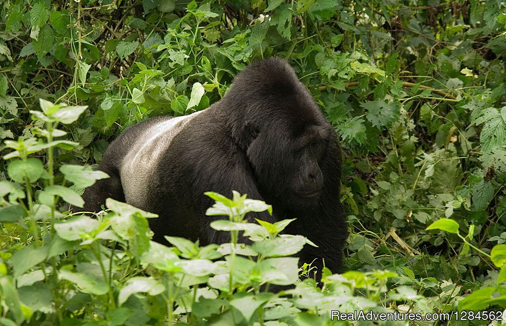 Tours to Uganda, Kenya, Tanzania,Rwanda,Zanzibar | Kampala, Uganda | Wildlife & Safari Tours | Image #1/8 | 