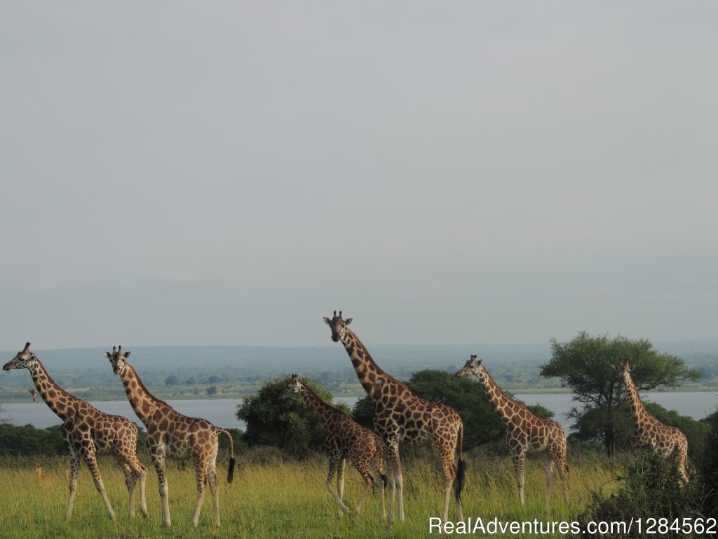 Gorilla Safari lodge | Tours to Uganda, Kenya, Tanzania,Rwanda,Zanzibar | Image #4/8 | 