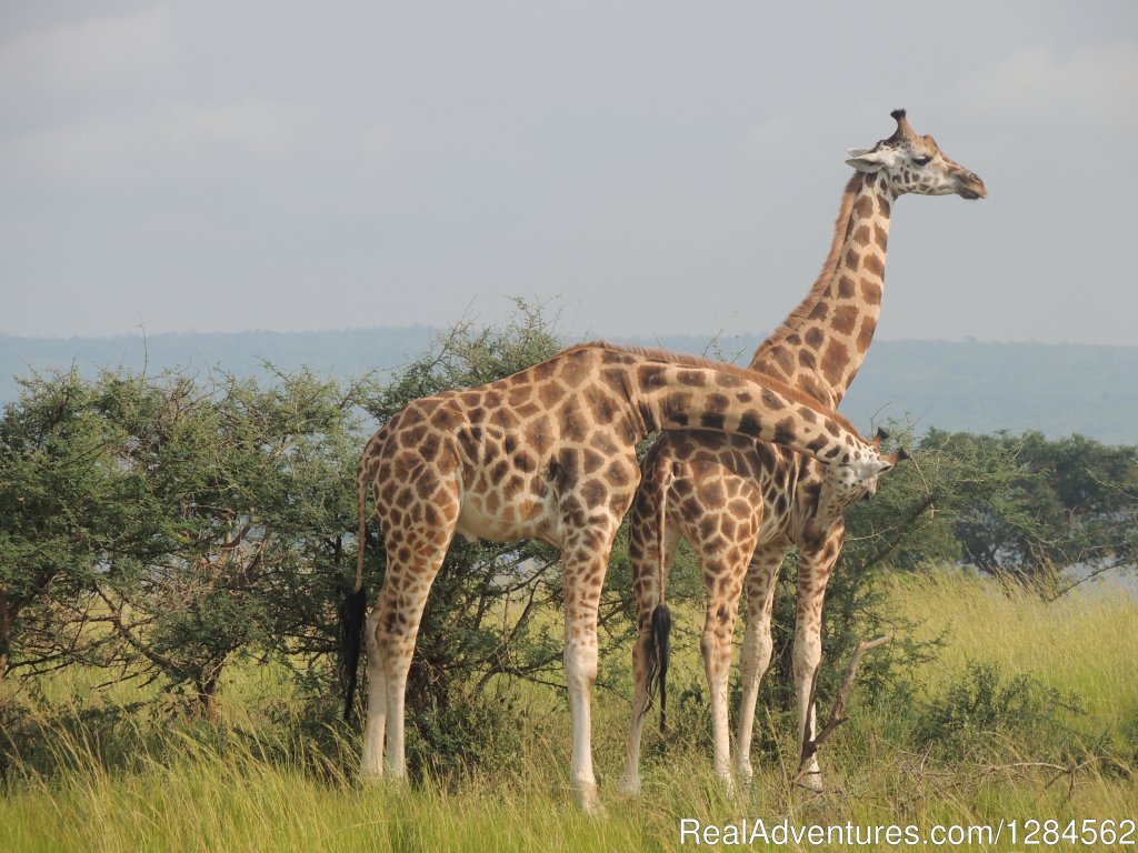 Tours to Uganda, Kenya, Tanzania,Rwanda,Zanzibar | Image #8/8 | 