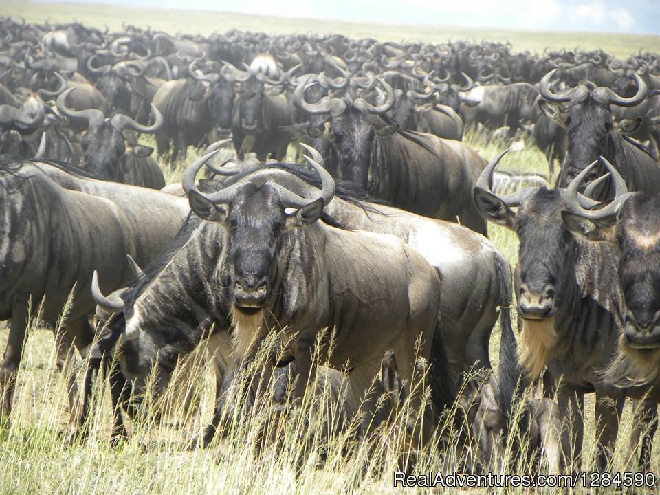 Serengeti Migration Safari | Image #8/10 | 