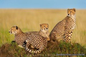 7Days -Tanzania Backpackers  Safari-Northern Circu | Arusha, Tanzania | Wildlife & Safari Tours