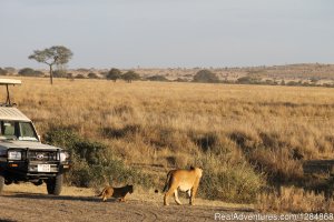 Migration Photo Safari | Nairobi, Kenya | Photography Workshops