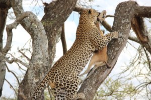 Explore Tanzania Safaris | Arusha, Tanzania | Sight-Seeing Tours