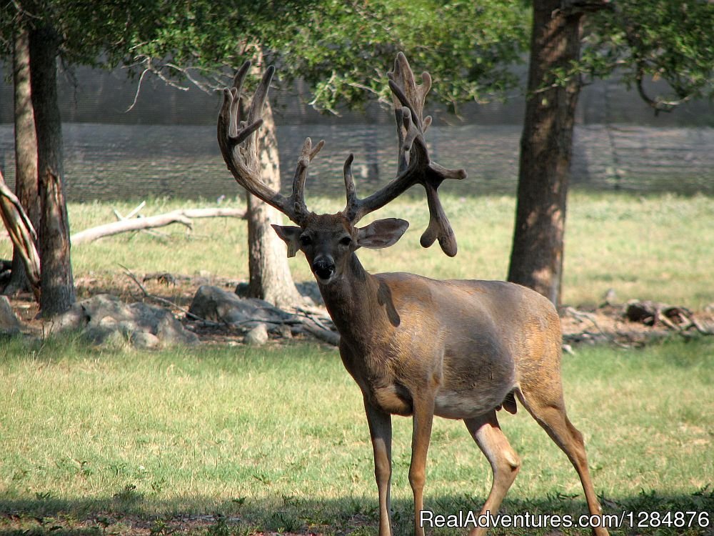 Big Rack Ranch | Nauvoo, Texas  | Hunting Trips | Image #1/10 | 