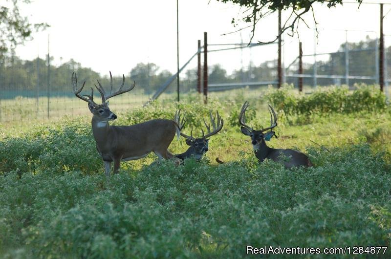 Buck Trader | Caldwell, Texas  | Hunting Trips | Image #1/9 | 