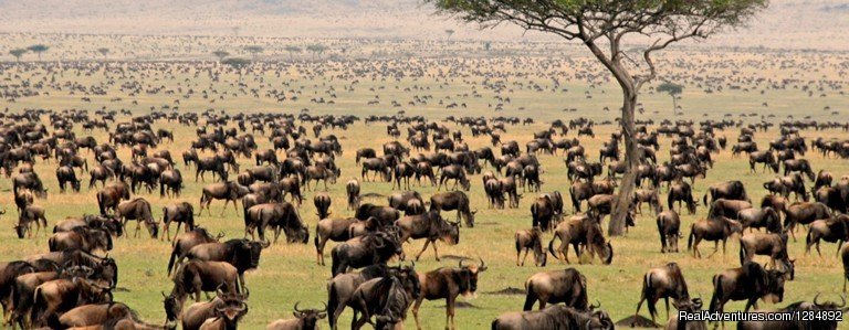 Serengeti National Park | Open Africa Safaris | Image #6/20 | 