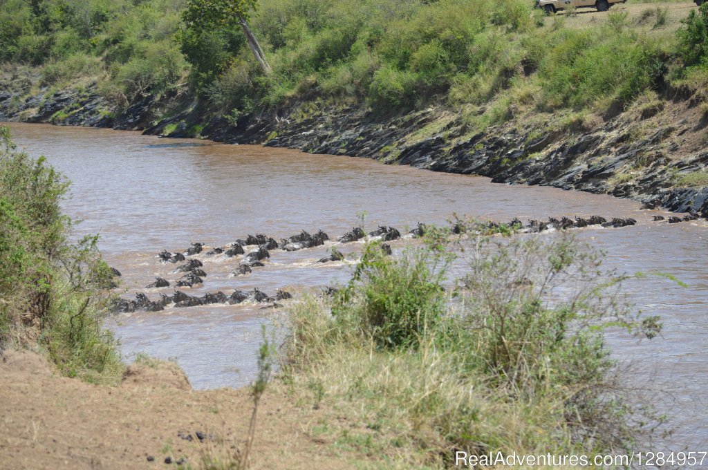 Wildebeests Crossing over the Mara River. | 03 Days Maasai Mara Migration Safari from Kisumu | Nairobi, Kenya | Wildlife & Safari Tours | Image #1/7 | 