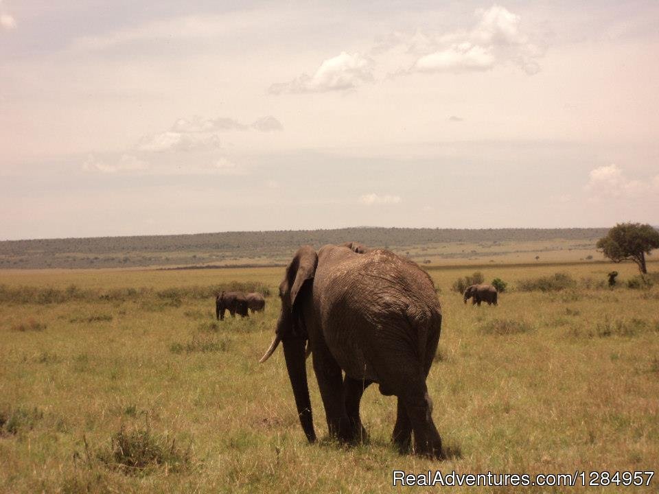 Herd of Elephants | 03 Days Maasai Mara Migration Safari from Kisumu | Image #4/7 | 
