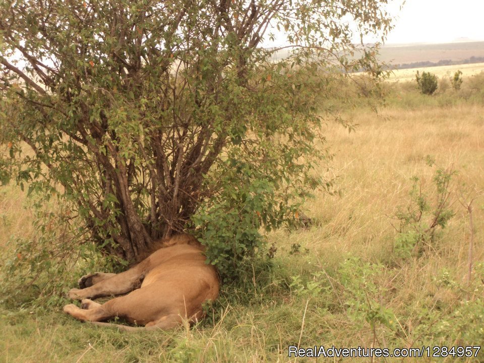 The King of the jungle- King Lion taking a nap in the Mara | 03 Days Maasai Mara Migration Safari from Kisumu | Image #6/7 | 