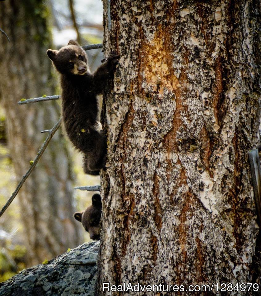 Black bear cubs - Yellowstone National Park | Yellowstone Wildlife and Safari Tours | Gardiner, Montana  | Wildlife & Safari Tours | Image #1/7 | 