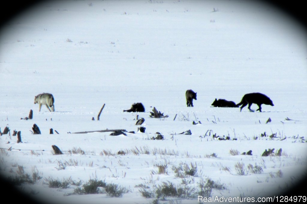Wolves in Yellowstone | Yellowstone Wildlife and Safari Tours | Image #2/7 | 