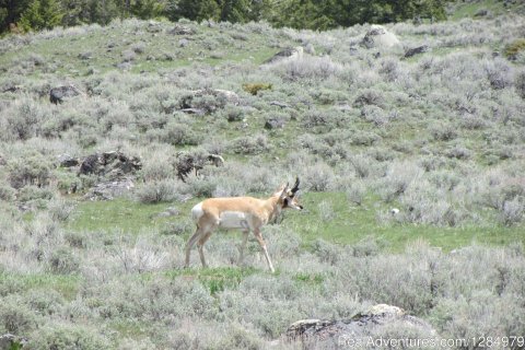 Pronghorn antelope in Yellowstone