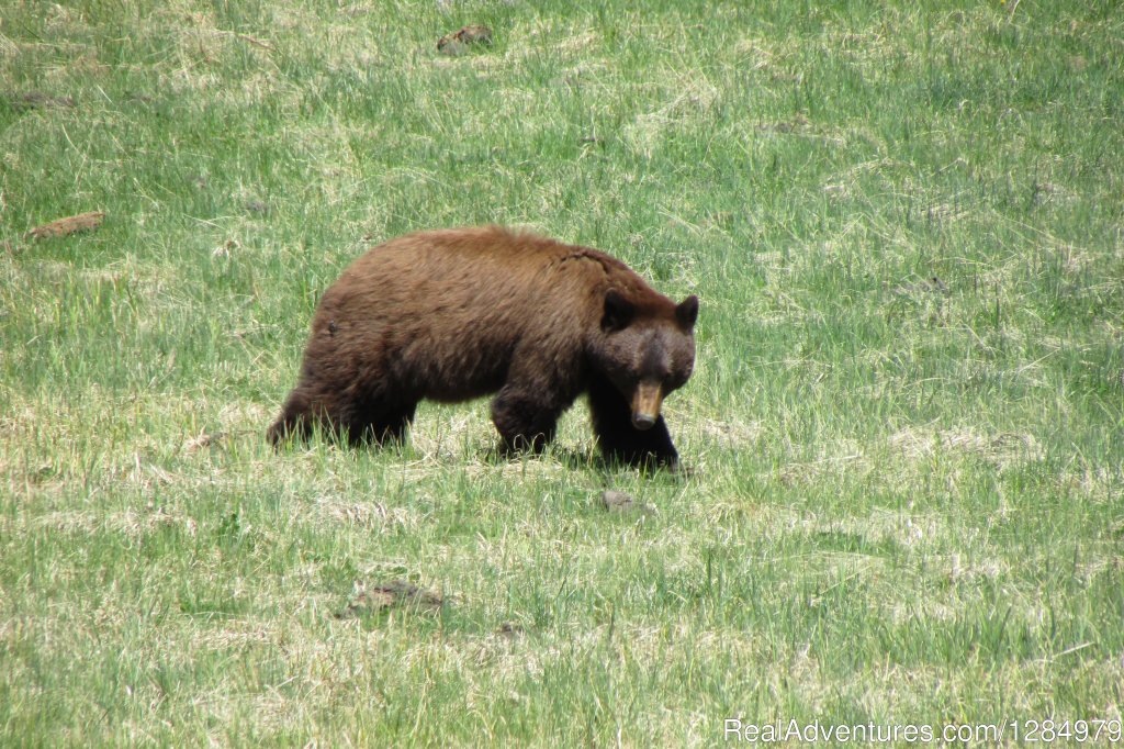 Black bear in Yellowstone | Yellowstone Wildlife and Safari Tours | Image #4/7 | 