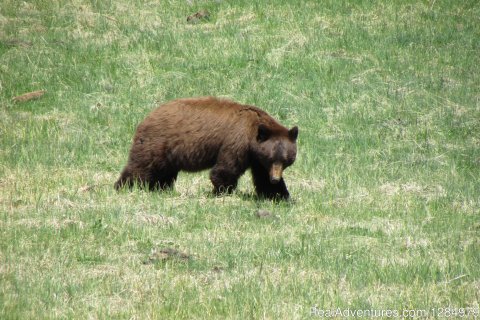 Black bear in Yellowstone