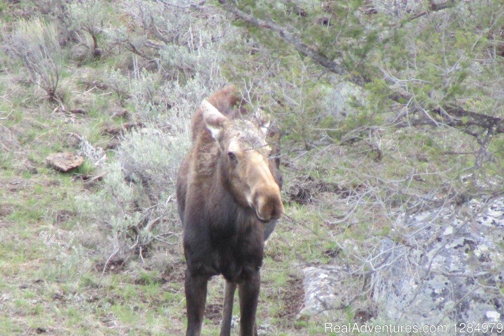 Cow moose in Yellowstone | Yellowstone Wildlife and Safari Tours | Image #5/7 | 