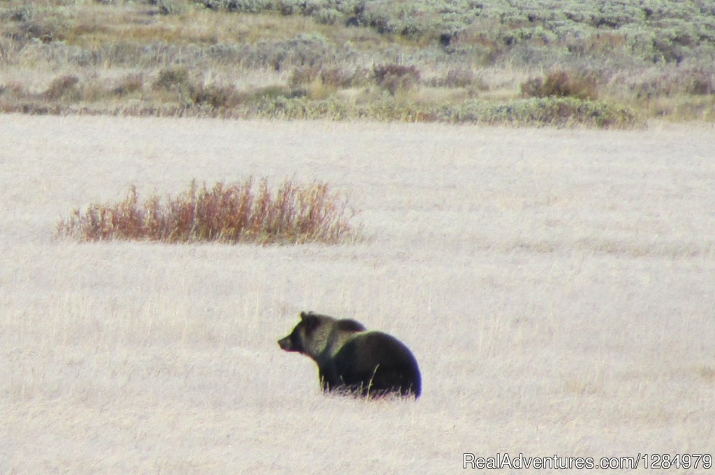 Grizzly bear in Yellowstone | Yellowstone Wildlife and Safari Tours | Image #6/7 | 