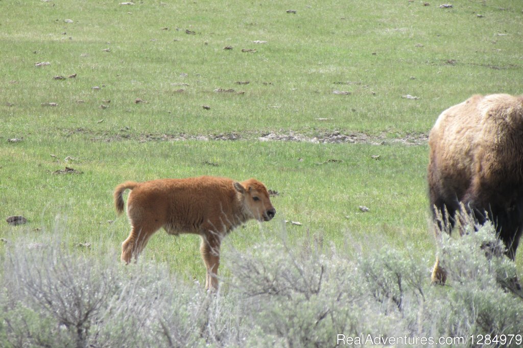 Bison calf in Yellowstone | Yellowstone Wildlife and Safari Tours | Image #7/7 | 