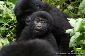 2 day Gorilla tracking in Rwanda