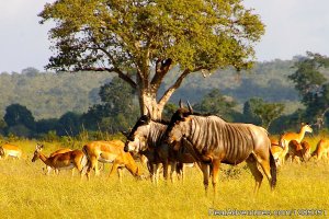 Agama Tours and Safaris | Arusha, Tanzania | Sight-Seeing Tours