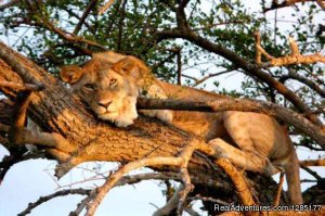 East African Exotic Safaris | Nairobi, Kenya | Tourism Center