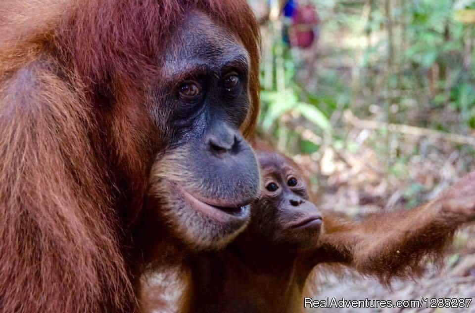 Orangutan | 2 Days Jungle Trek - Into The Wild Bukit Lawang | Image #3/17 | 