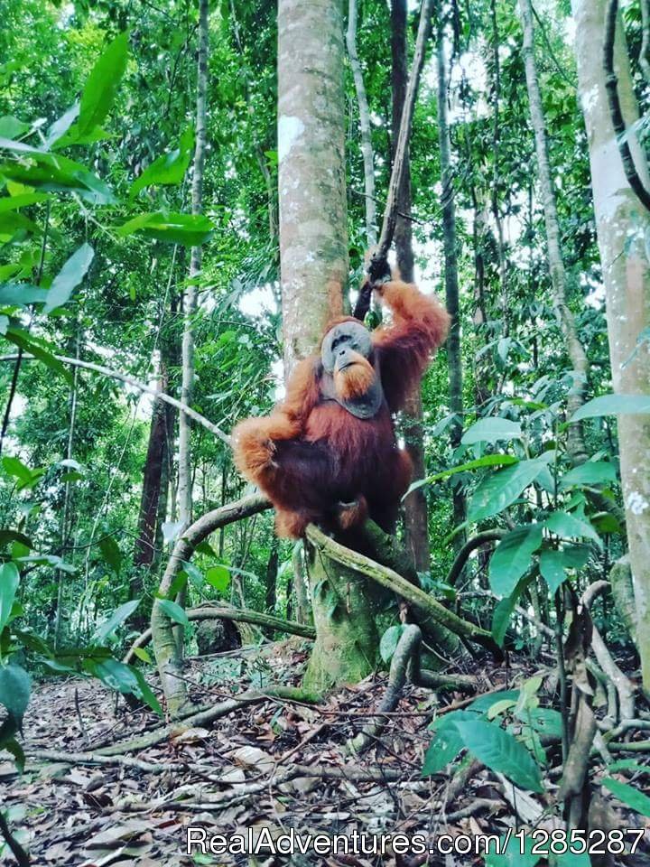 Male Orang utan | 2 Days Jungle Trek - Into The Wild Bukit Lawang | Image #6/17 | 